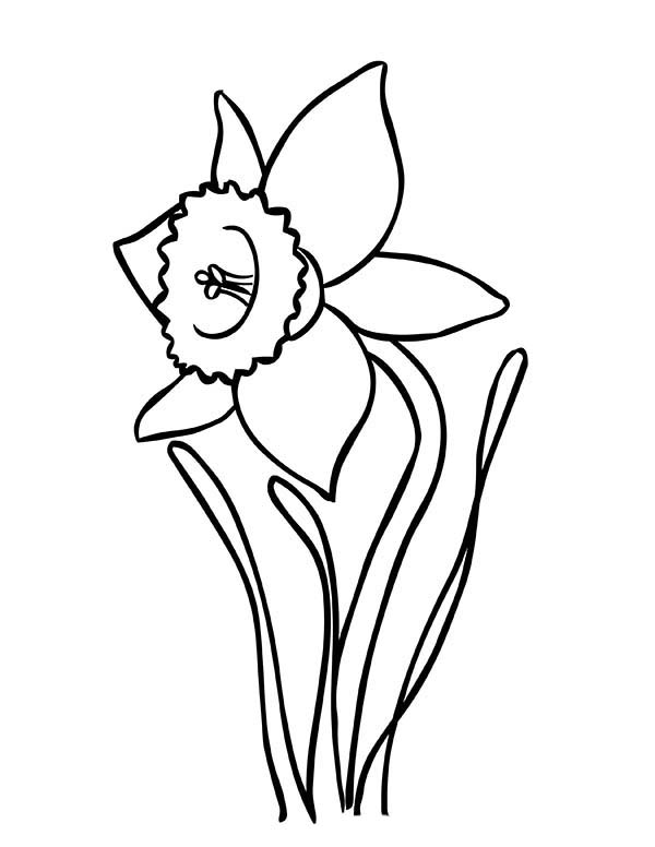 Daffodil coloring pages