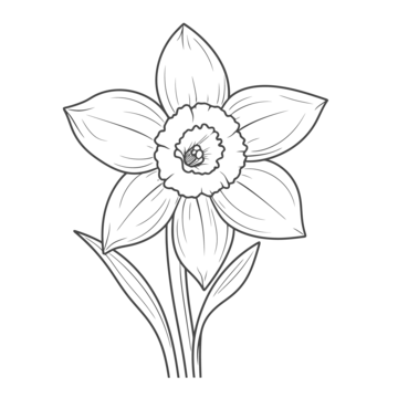 Pictures of daffodils coloring page fresh coloring pages daffodils coloring pages daffodils outline sketch drawing vector wing drawing ring drawing daffodil drawing png and vector with transparent background for free download