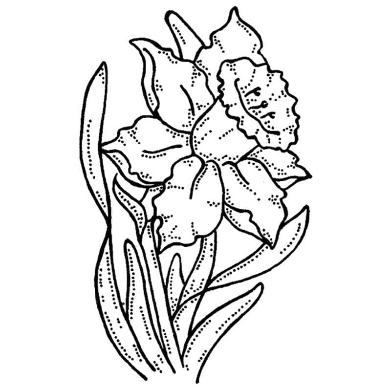 Daffodil coloring pages