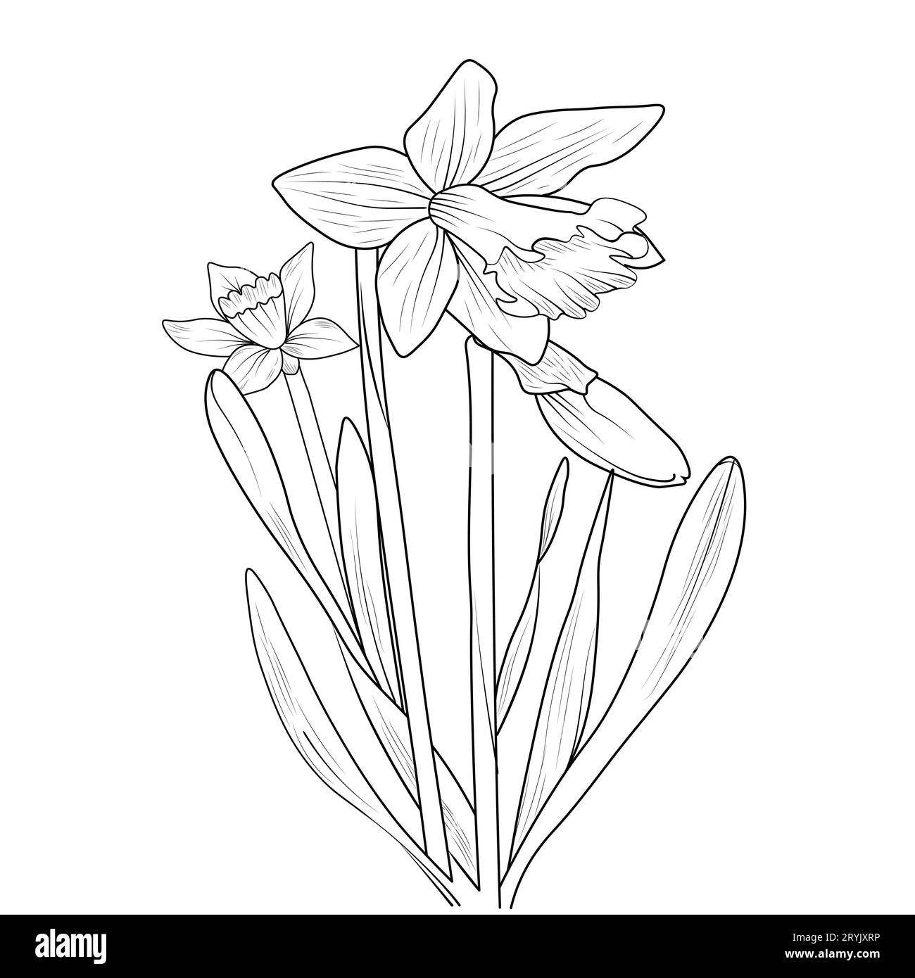 Printable simple daffodil coloring page daffodil drawing realistic daffodil drawing simple daffodil line drawing realistic daffodil pencil drawing stock vector image art