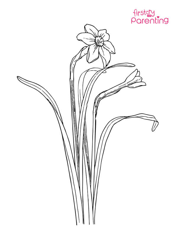 Easy printable daffodil coloring pages for kids