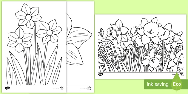 Daffodil louring pages for classroom or home use