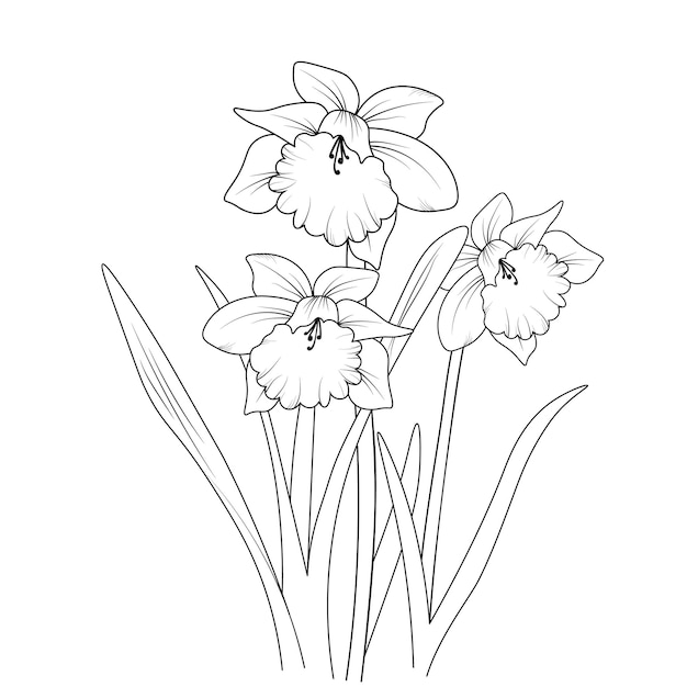 Premium vector daffodil flower coloring page and book hand