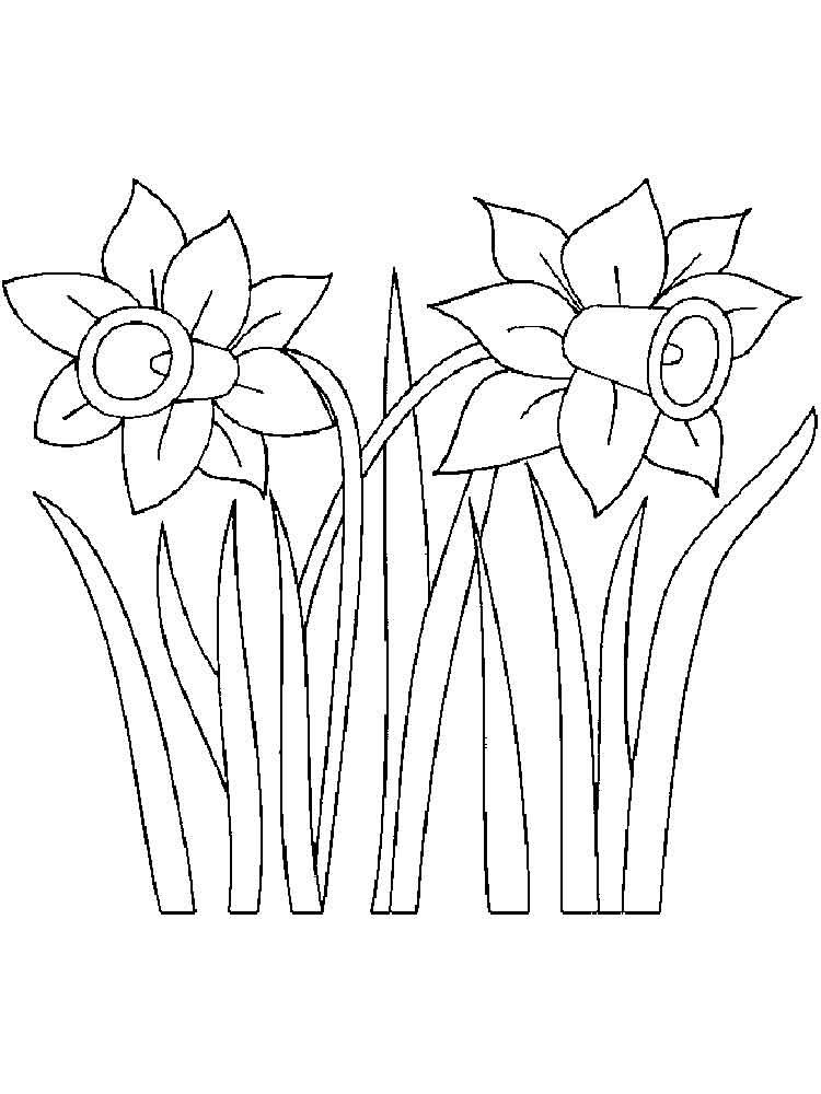 Daffodil coloring pages coloring pages daffodils flower coloring pages