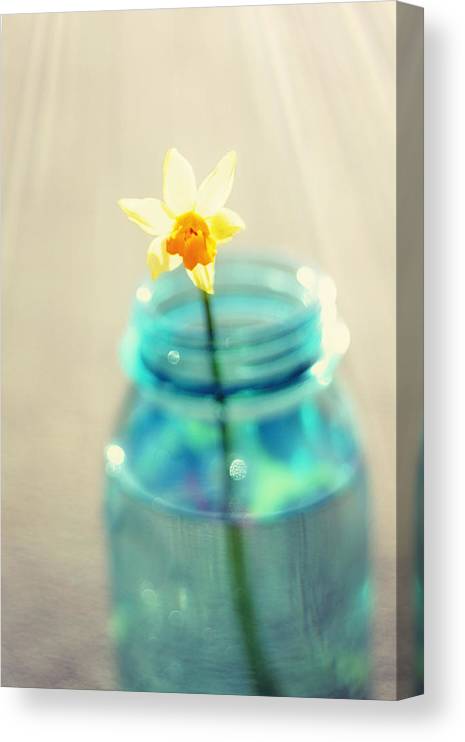 Buttercup photography