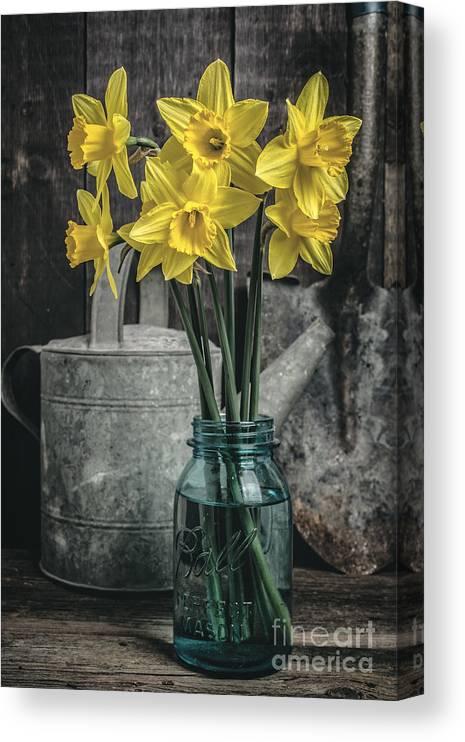Spring daffodil flowers canvas print canvas art by edward fielding