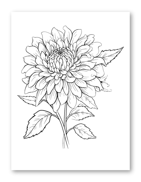 Premium vector dahlia flower line art drawing illustration for coloring page