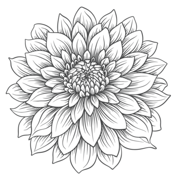 Dahlia drawing png transparent images free download vector files