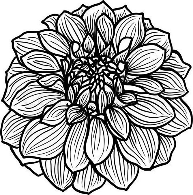 Dahlia coloring pages