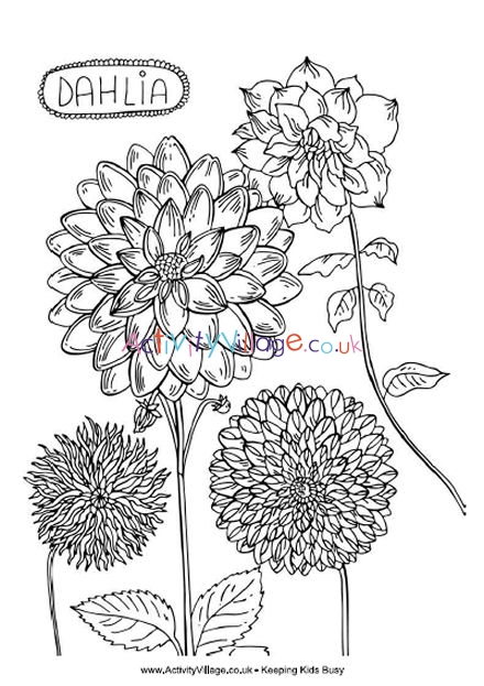 Dahlia louring page