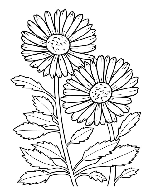 Premium vector leucanthemum daisy flower coloring page for adults