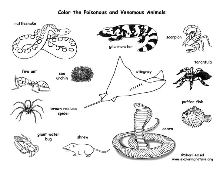 Venomous and poisonous animals coloring page venomous animals desert animals poisonous animals