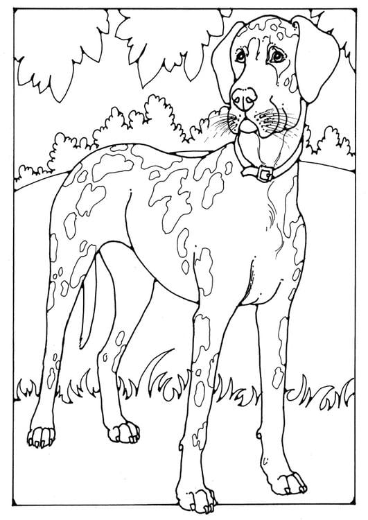 Coloring page danish dog