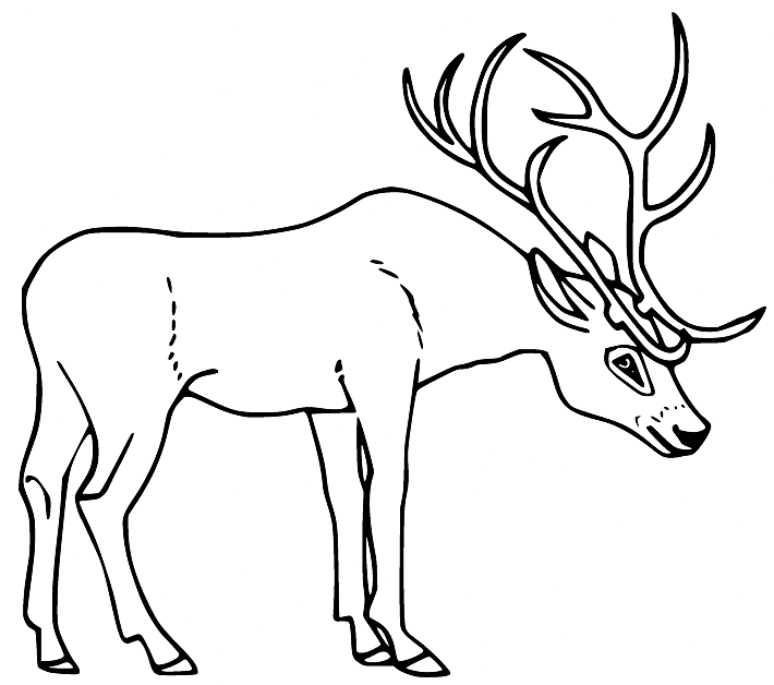 Deer coloring pages printable for free download