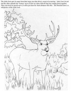 Best deer coloring pages ideas deer coloring pages deer coloring pages