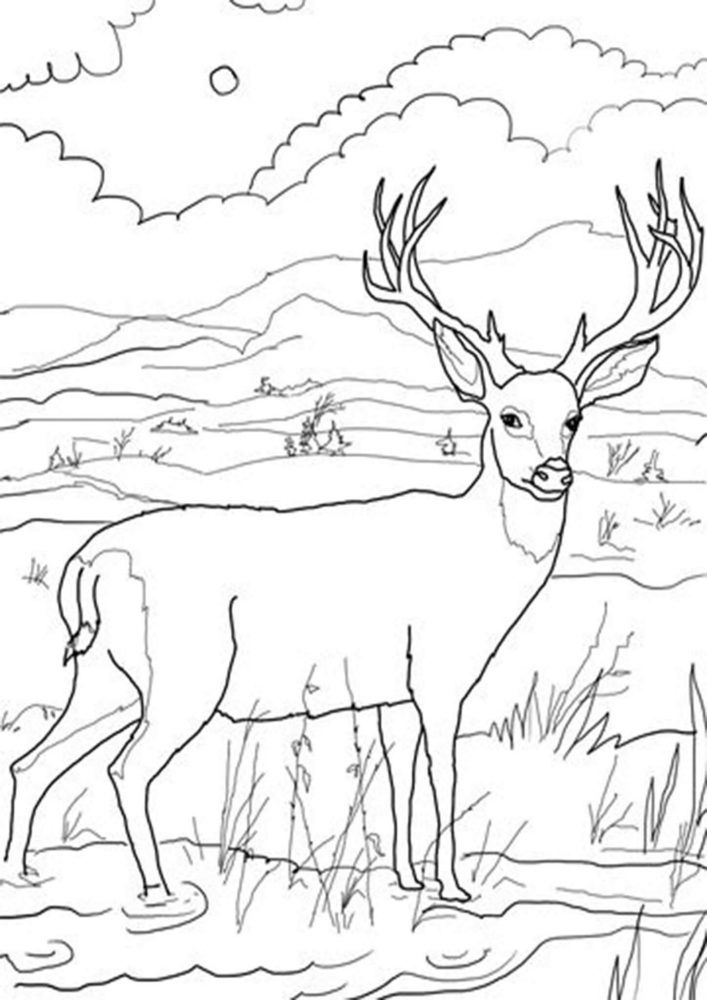 Free and easy deer coloring pages for kids