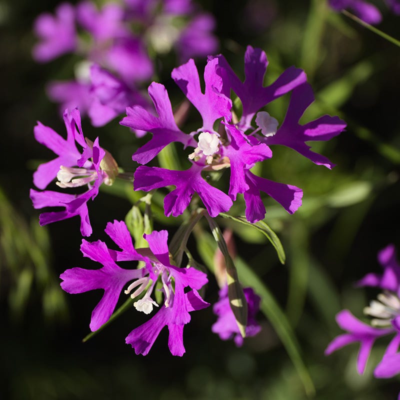 Native dry area wildflower seed mix high country gardens