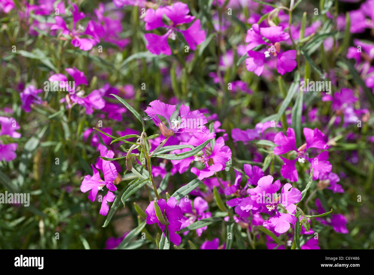 Clarkia pulchella hi