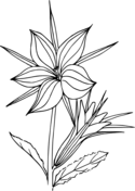 Celebrating wildflowers coloring book free coloring pages
