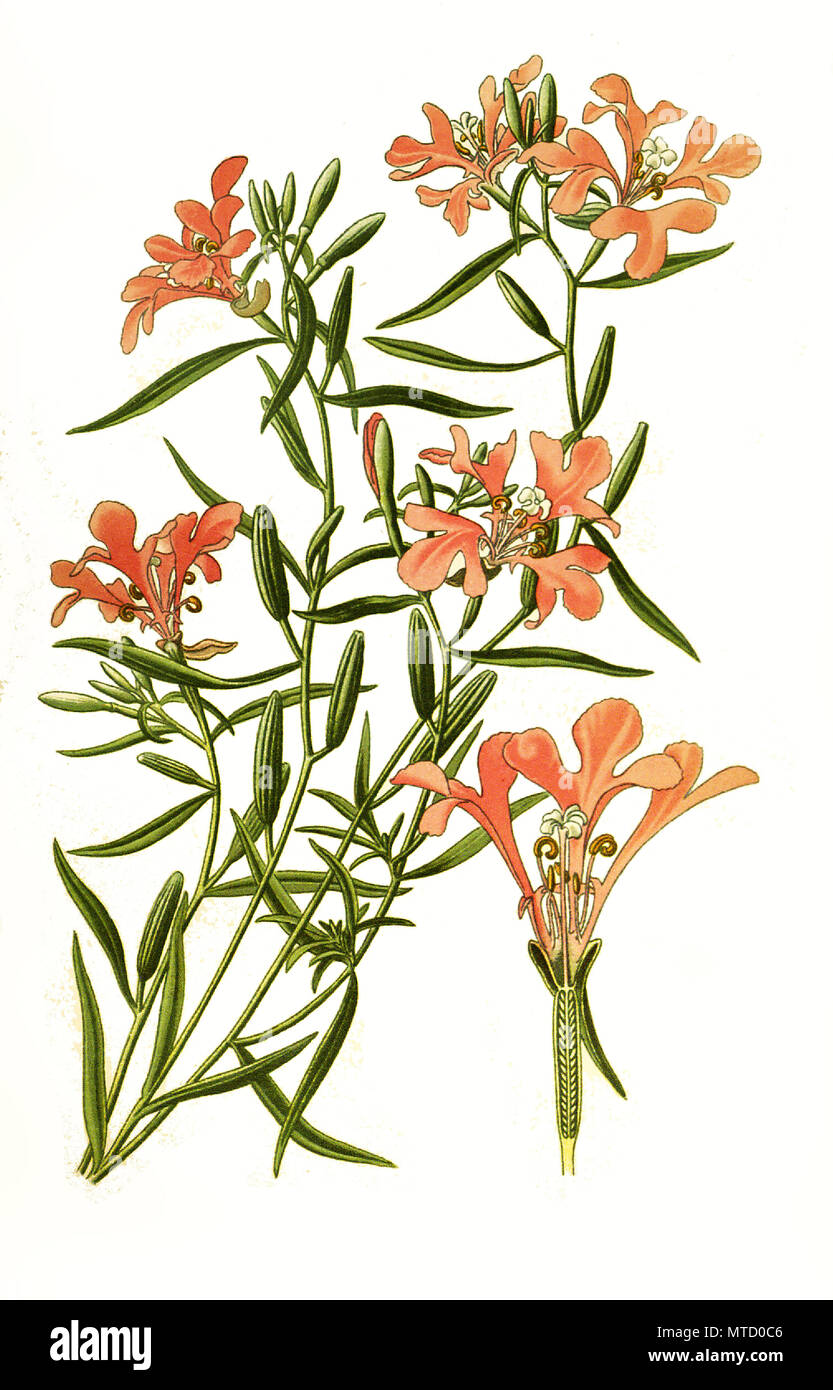 Clarkia pulchella hi