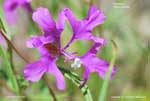 Us wildflower