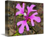 Pink fairies deerhorn clarkia ragged robin by v pics