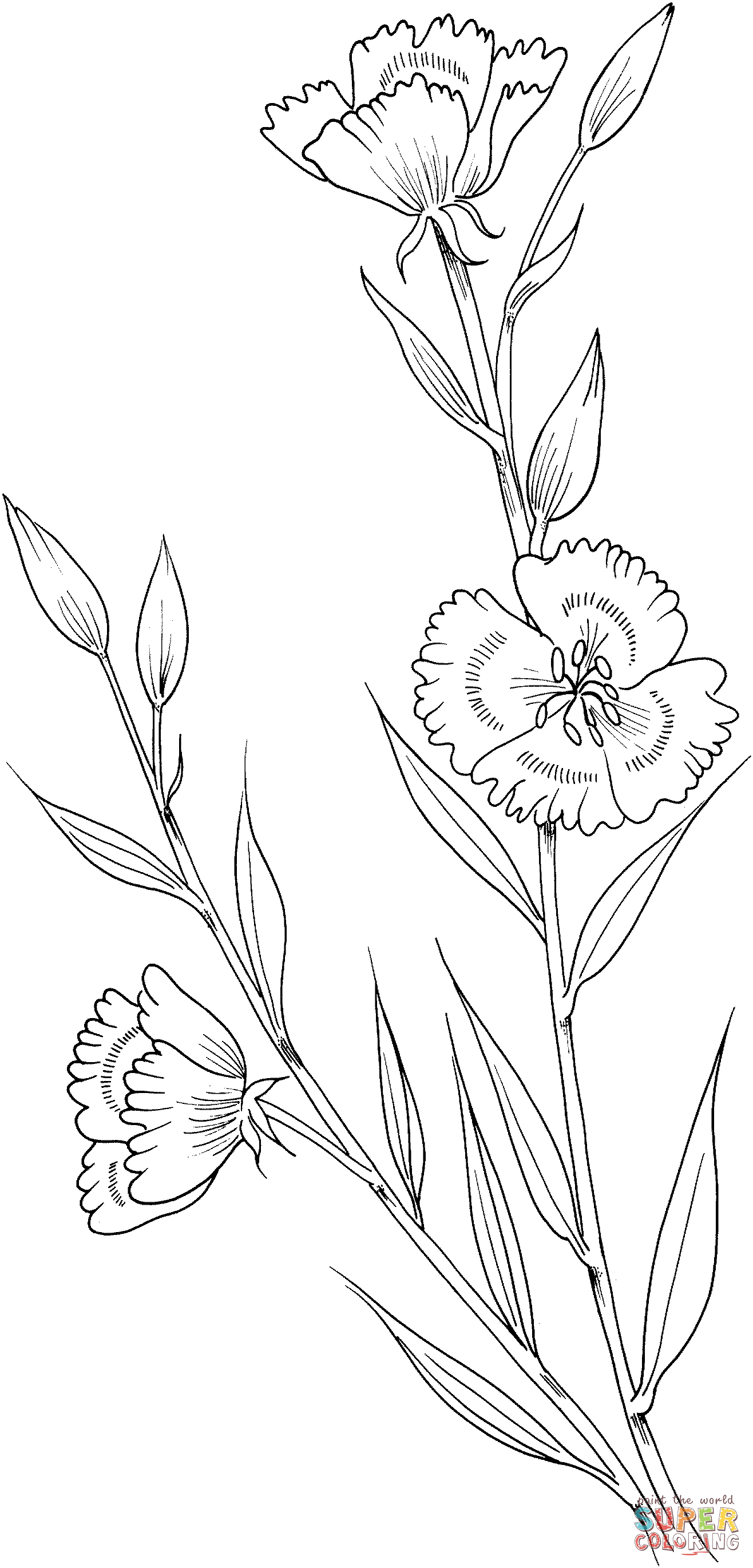 Clarkia amoena farewell to spring coloring page free printable coloring pages
