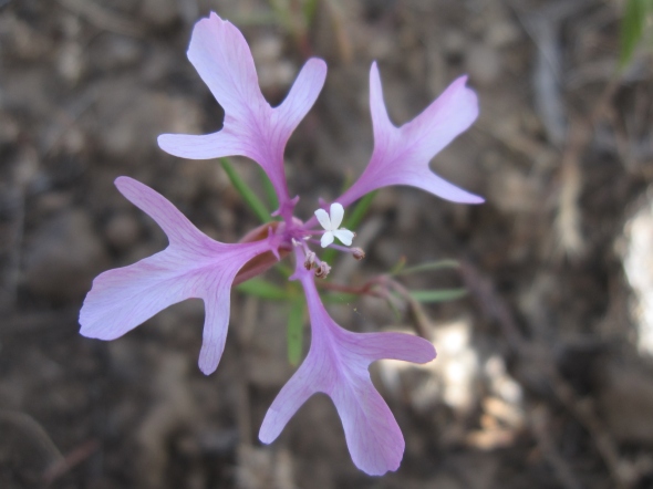 Elkhorns clarkia clarkia pulchella