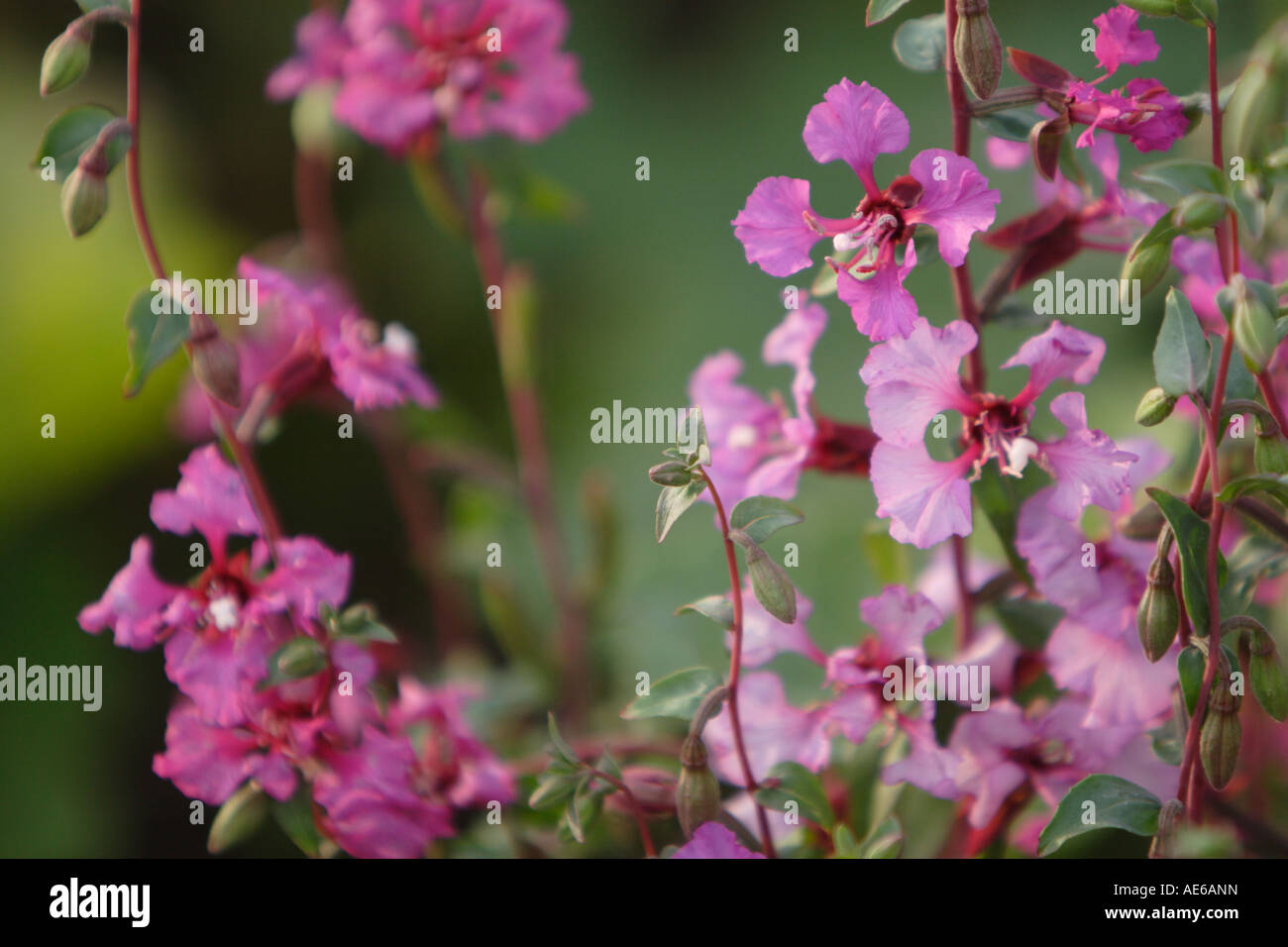 Clarkia hi