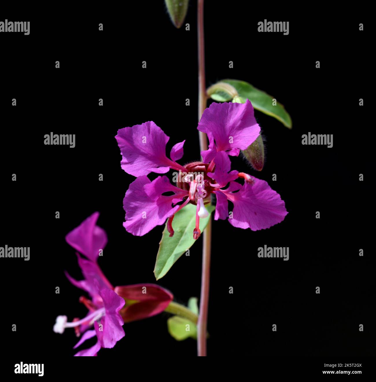 Clarkia pulchella hi