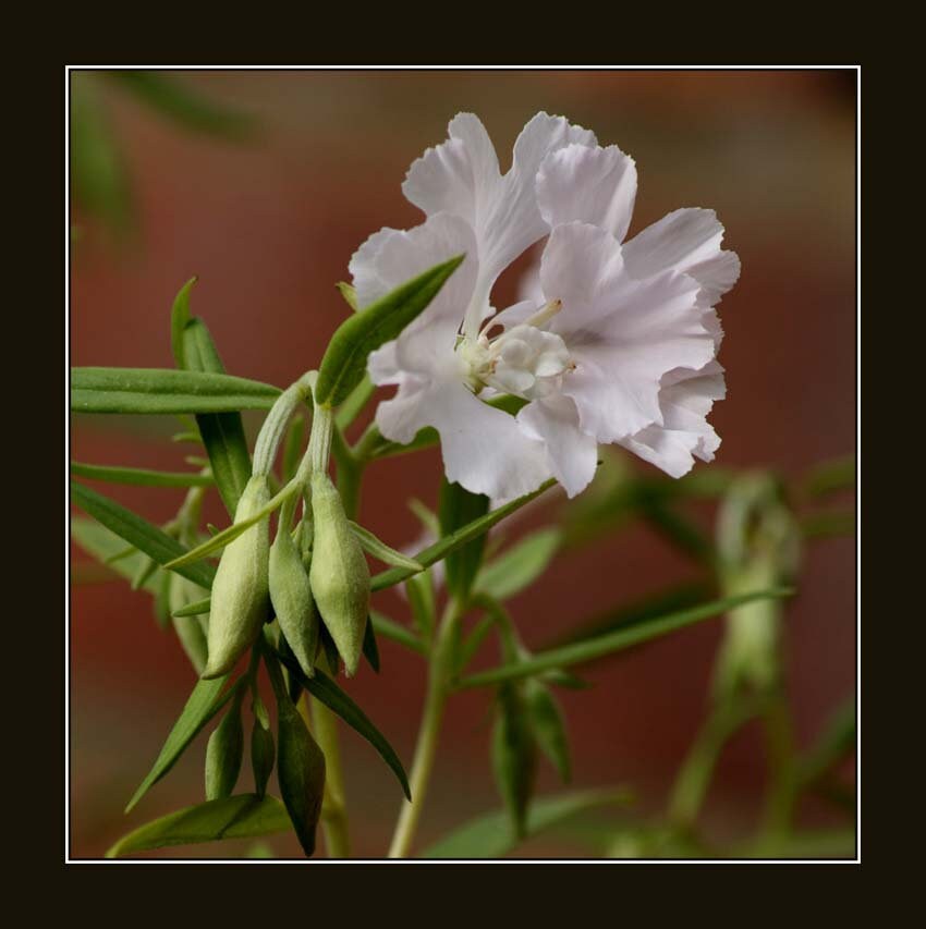 Clarkia pulchella deerhorn clarkia seed