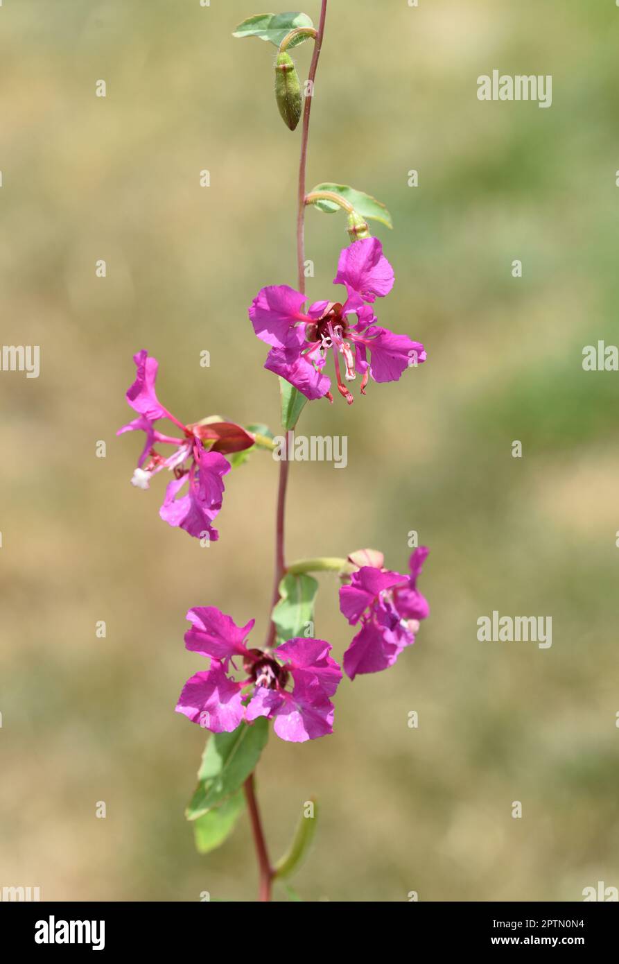 Clarkia pulchella hi