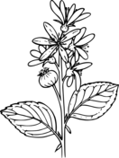Celebrating wildflowers coloring book free coloring pages