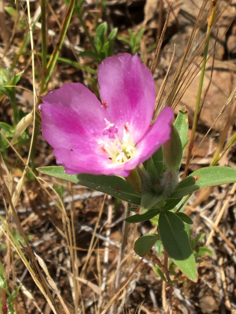 Clarkia flower leaf care uses