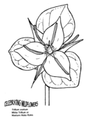 Ragged robin or deerhorn clarkia coloring page free printable coloring pages
