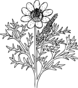 Celebrating wildflowers coloring book free coloring pages