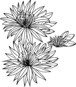 Celebrating wildflowers coloring book free coloring pages