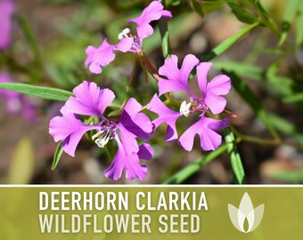 Clarkia deerhorn flower seeds heirloom seeds pink fairies ragged robin californa native wildflower pollinator friendly non