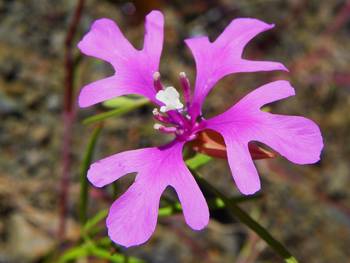Pink fairies deerhorn clarkia ragged robin by v pics