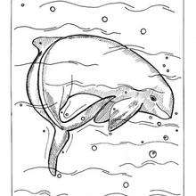 Irrawaddy dolphin coloring pages