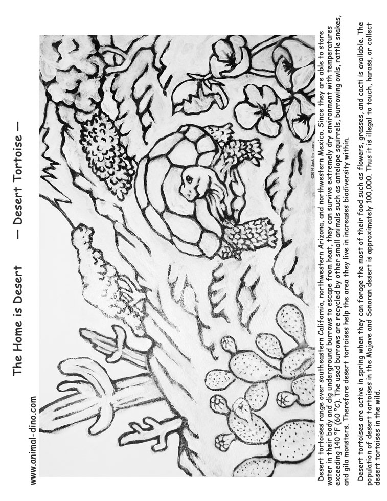 Animal coloring page desert tortoise print size