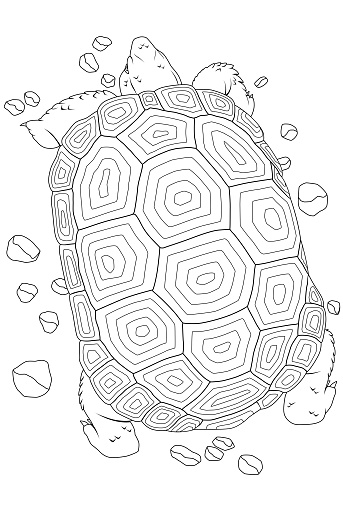 Desert tortoise stock illustration