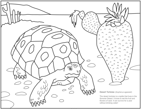 Desert tortoise coloring page free printable coloring pages