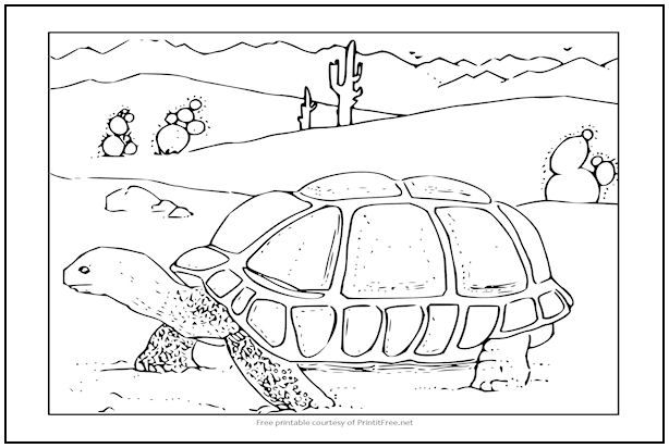 Colorful desert tortoise coloring page