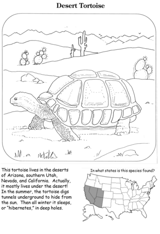 Desert tortoise coloring page free printable coloring pages