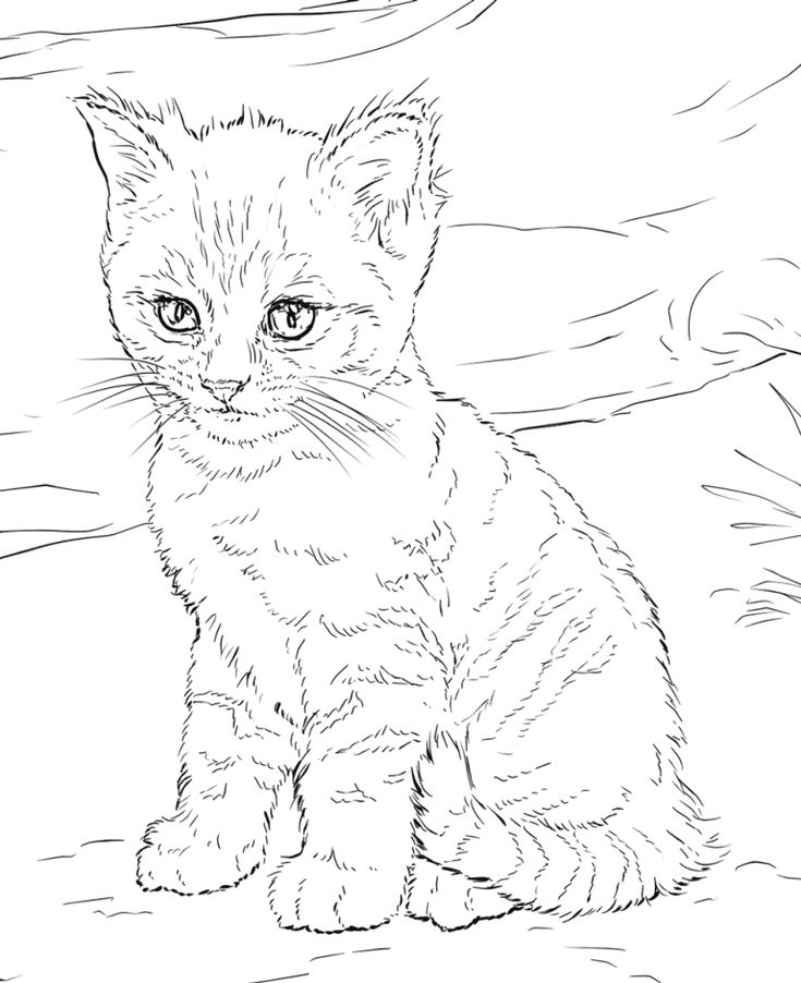 Cat coloring pages for adults