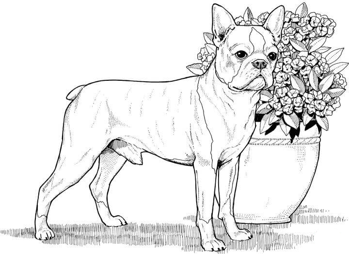 Dog coloring pages for adults
