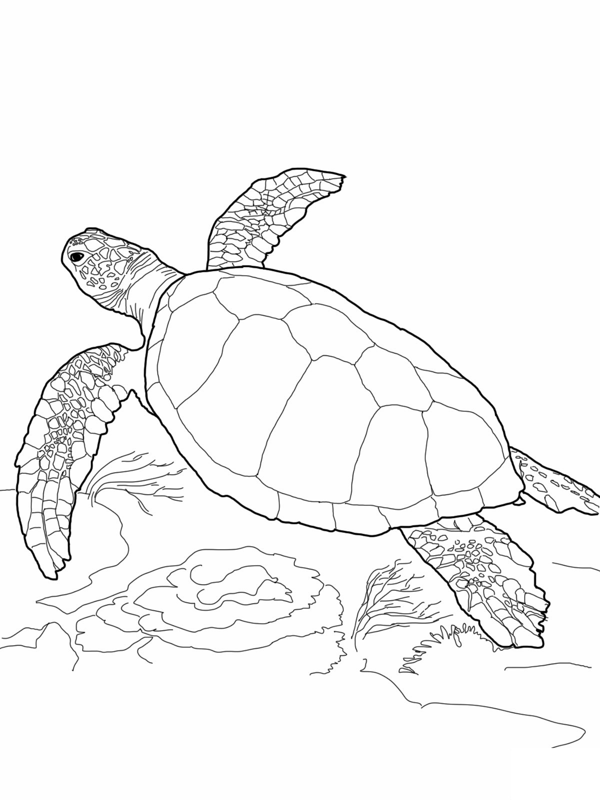 Free printable turtle coloring pages for kids