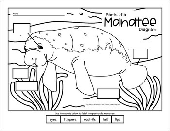 Manatee labeling diagram