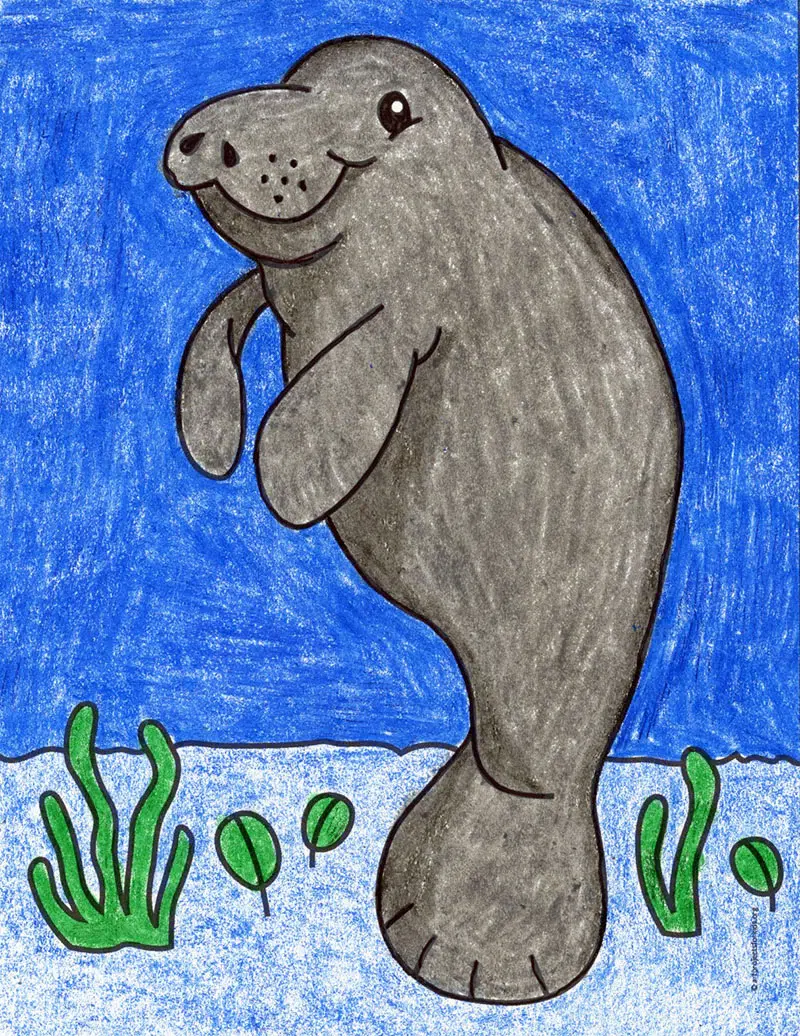 Easy how to draw manatee tutorial and manatee coloring page